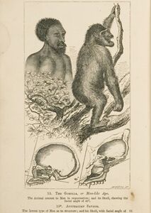 Bladzijde uit Darwins boek over evolutieleer